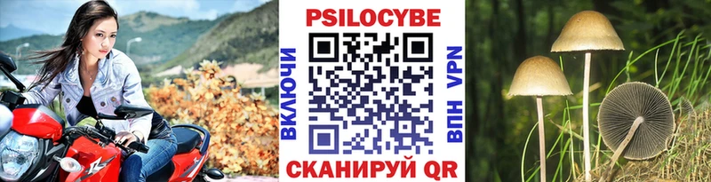 Галлюциногенные грибы Psilocybe  Купить  Багратионовск 